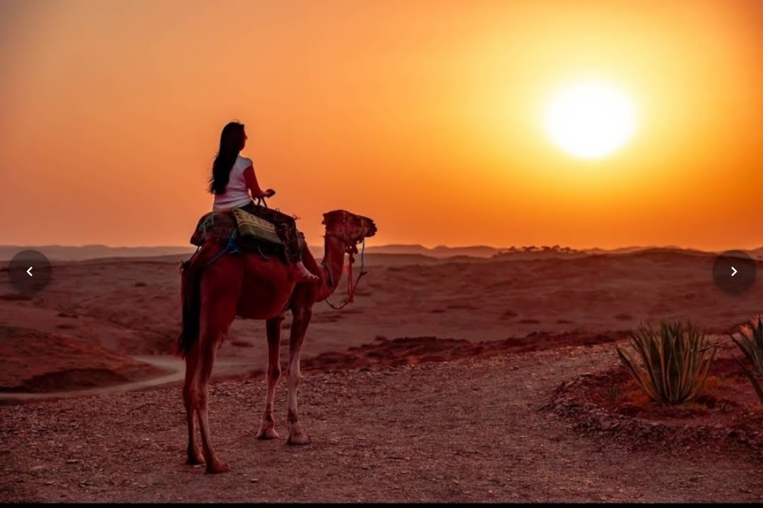Silhouette de dromadaire au coucher du soleil dans le désert d'Agafay